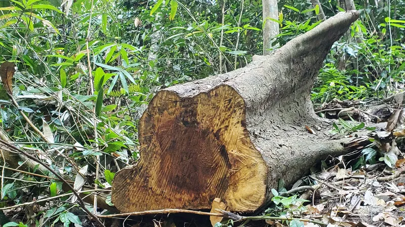 Khẩn trương xử lý vụ khai thác gỗ giữa rừng phòng hộ Vân Canh