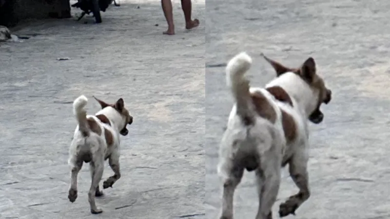 Bé trai 3 tuổi bị chó cắn nhập viện khi vào làng biển xem bích họa