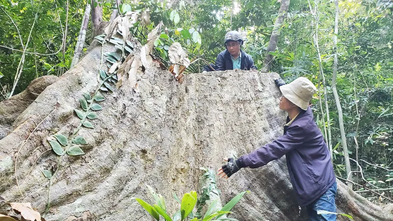 Vụ rừng phòng hộ cổ thụ bị "xẻ thịt" ở Bình Định: Khởi tố vụ án, chuyển điều tra hình sự