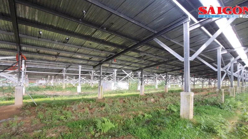 Điện mặt trời “núp bóng” dự án nông nghiệp ở Phú Yên - Bài 2: Loay hoay xử lý 