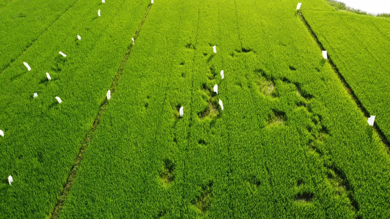 Bình Định: Nông dân khốn đốn với "ông tý"