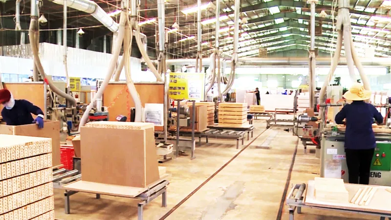Bình Định: Ứng dụng công nghệ số trong quản lý, xuất khẩu gỗ rừng bền vững