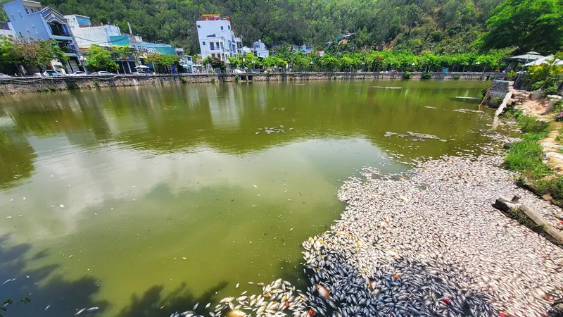 Cá chết nổi trắng hồ sinh thái giữa TP Quy Nhơn, Bình Định