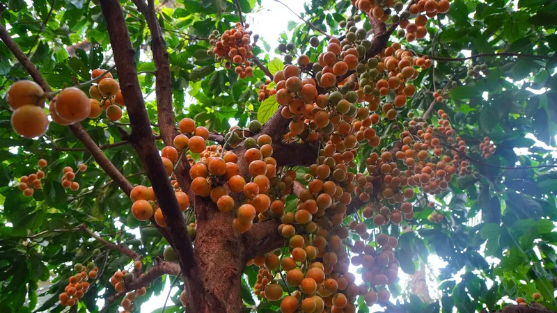 “Thủ phủ” cây ăn quả Hoài Ân tổ chức ngày hội nông sản