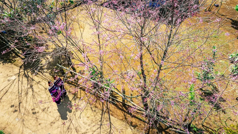 Từ "ăn rừng" đến xây làng du lịch sinh thái hoa anh đào