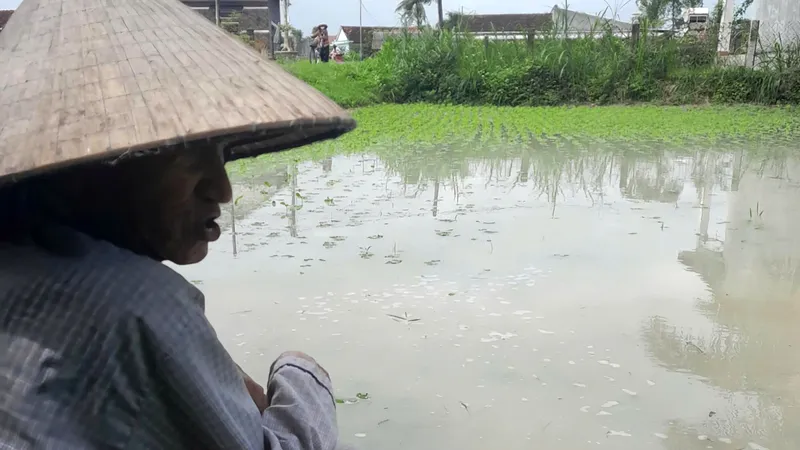 Mưa bất thường, nông dân Bình Định nguy cơ trắng tay
