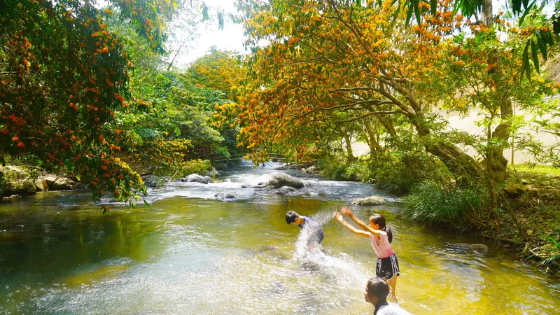 Ngắm hoa Trang đỏ rực bên suối Tà Má