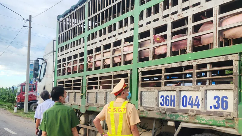 Phát hiện 54 con heo nghi mắc dịch bệnh đang vận chuyển vào Nam