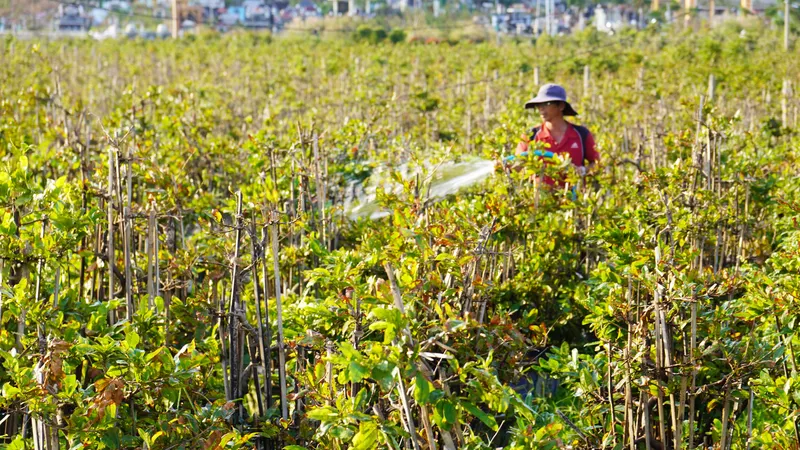 Thủ phủ mai tết miền Trung điêu đứng sau bão