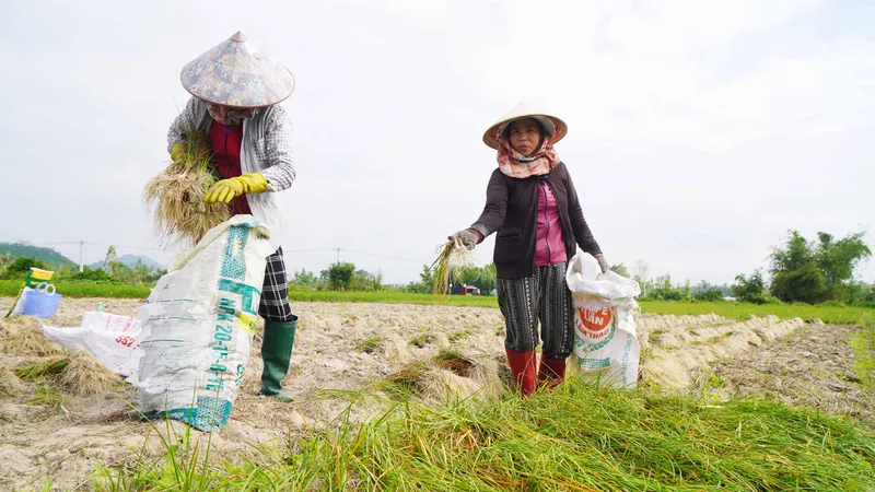 "Thủ phủ" kiệu tết miền Trung vào mùa thu hoạch 