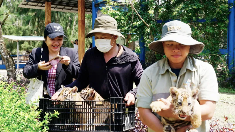 Cận cảnh 3 chú hổ Bengal mới sinh ở vườn thú Safari Quy Nhơn