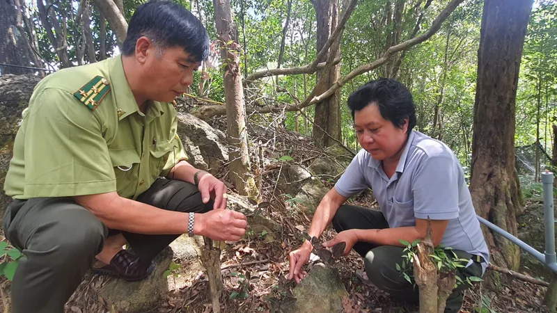 Phú Yên sẽ trở thành trung tâm cây dược liệu vào năm 2050