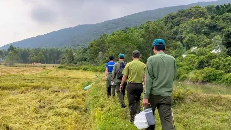 Không còn tình trạng người dân đổ xô tìm trầm tại rừng đặc dụng Đèo Cả