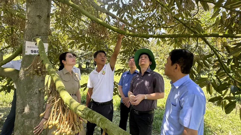 Sầu riêng Phú Yên sẽ xuất khẩu sang Trung Quốc