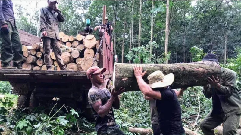 Chạy theo sầu riêng, dân ồ ạt phá bỏ cây cao su