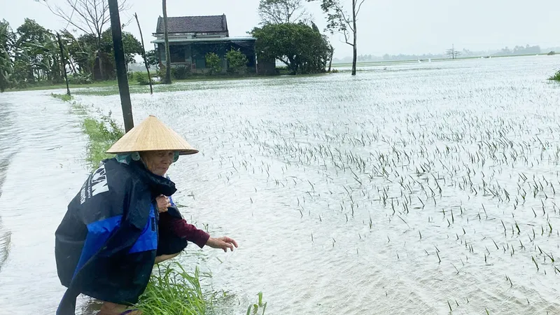 5.000 hecta lúa, hoa màu ở Phú Yên bị thiệt hại do mưa trái mùa
