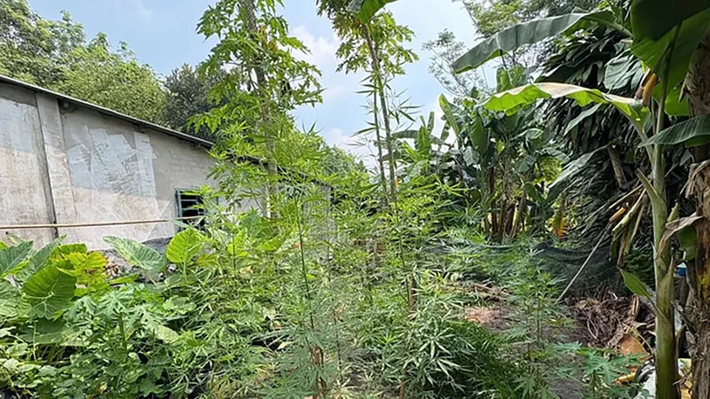 Phát hiện, xử lý một số người dân trồng cần sa tại nhà để sử dụng và bán