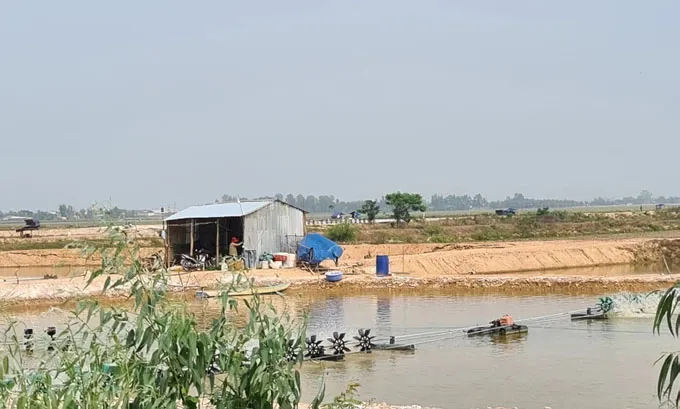 Vụ nuôi tôm trên đất lúa ở Đồng Tháp Mười (Long An): Kiên quyết xử lý tình trạng tự phát