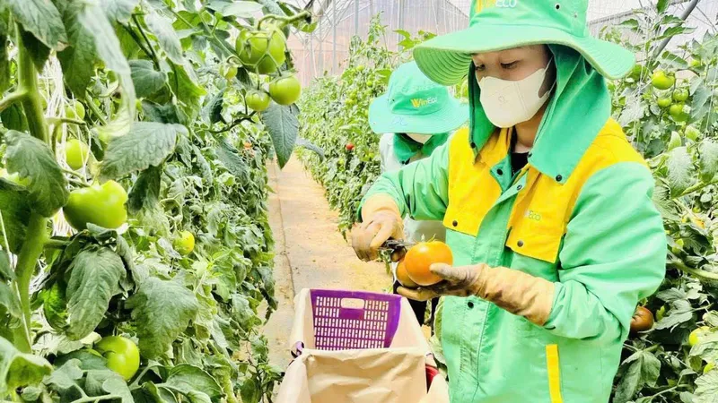 Liên kết cung ứng thực phẩm an toàn cho TPHCM - Bài 1: Đến tận nơi, khảo sát từng trang trại