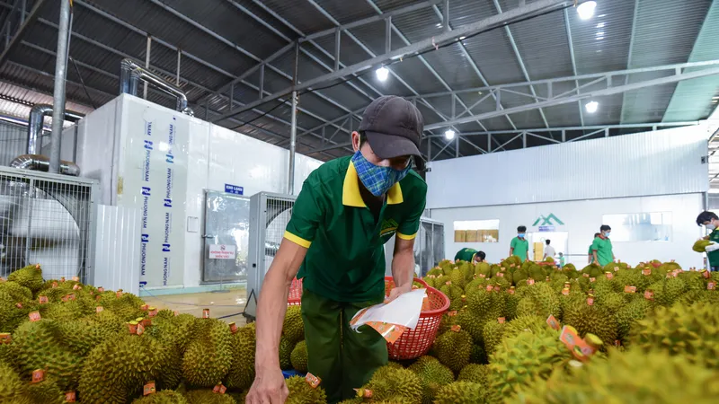 Xuất khẩu sầu riêng gặp… sầu