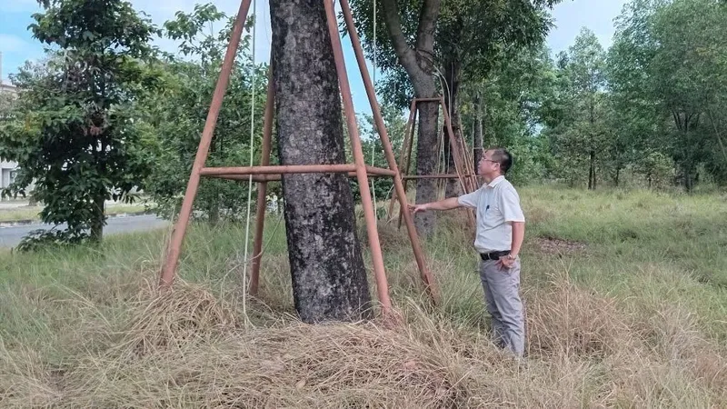 Cây xanh “bứng đi dưỡng” giờ ra sao?