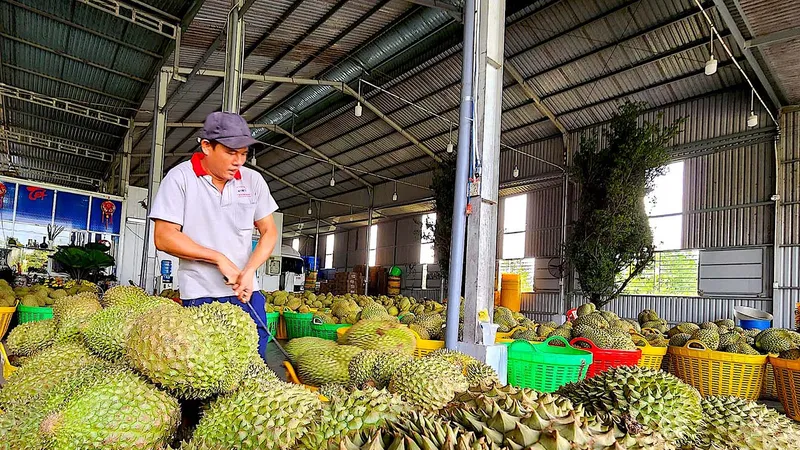 Sầu theo trái sầu riêng: “Tù mù” nguồn gốc chất cấm