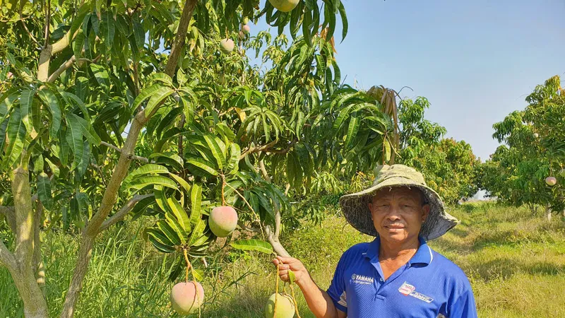 Gỡ thế khó cho xoài Úc Cam Lâm