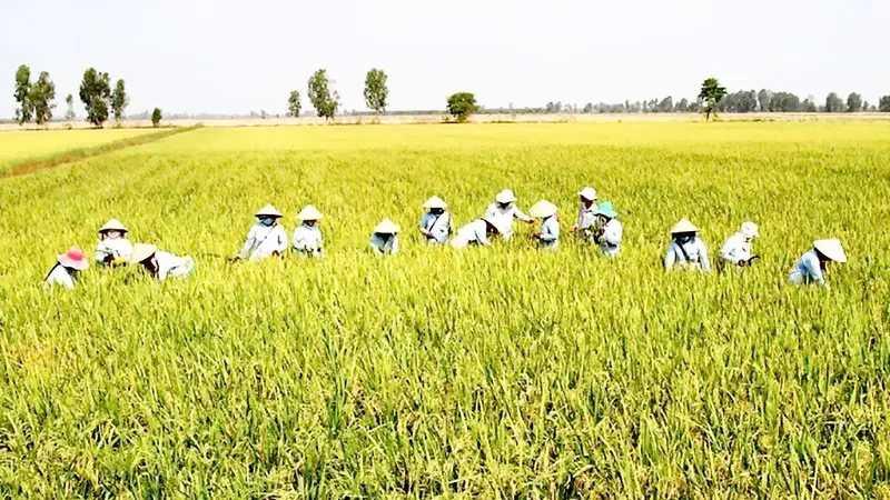 TPHCM: Giá thóc thu thuế sử dụng đất nông nghiệp là 8.200 đồng/kg