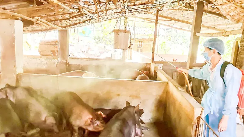 Đồng Nai siết chặt phòng, chống dịch tả heo châu Phi