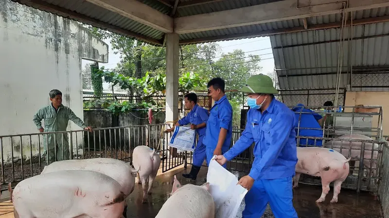 Giá heo hơi tiếp tục giảm sâu