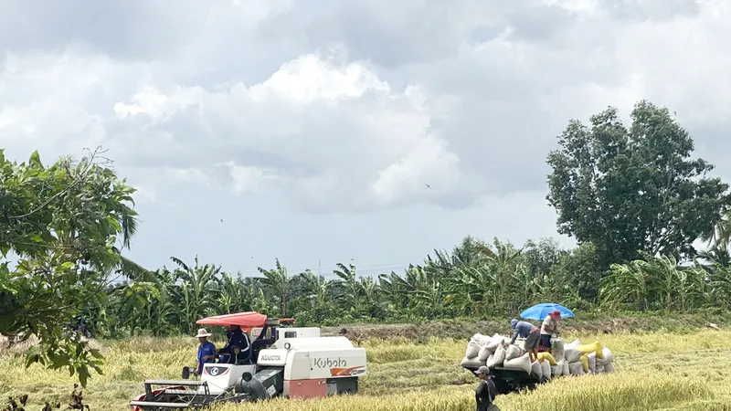 Vụ lúa hè thu ở ĐBSCL: Huề vốn là mừng!