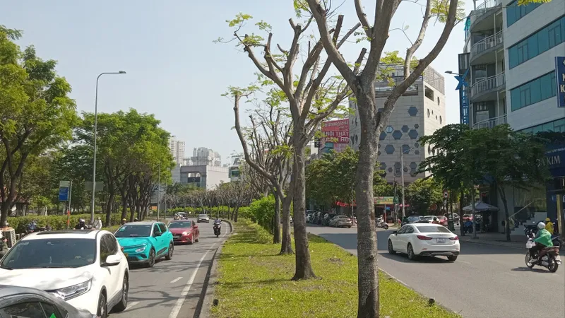 Cắt tỉa quá tay, mảng xanh trơ trụi