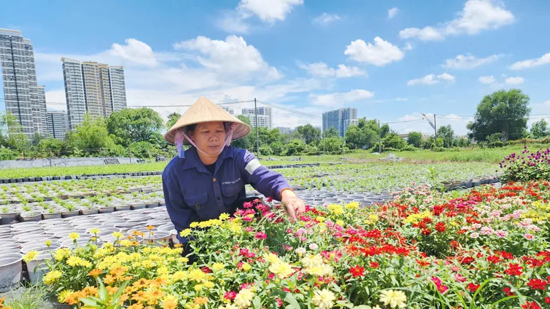 Làng hoa tất bật vụ tết