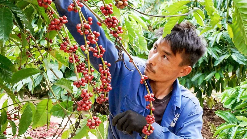 Cà phê Việt Nam thắng lớn