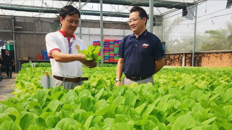 Liên kết trồng rau, quả sạch