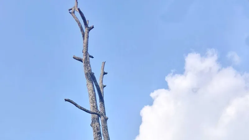 Cây xanh chết khô