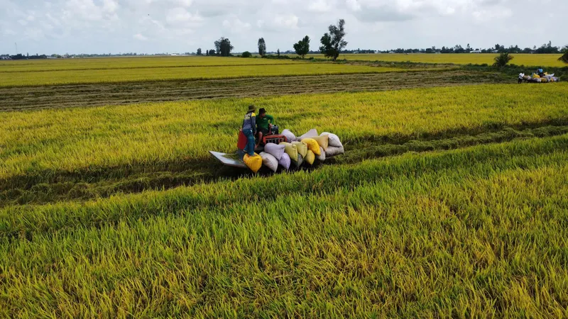 Tăng giải pháp, không để lúa nằm đồng khi giá giảm