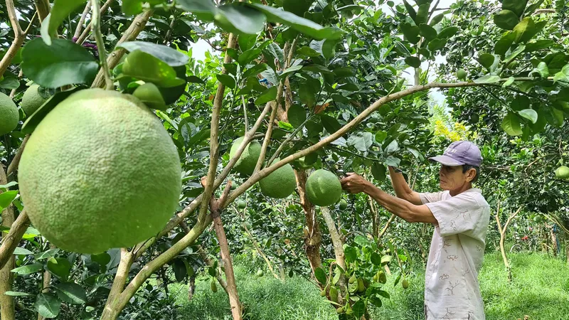 Dấu mốc mới của trái cây Việt