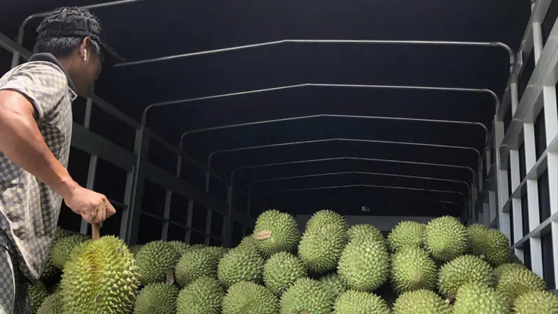 Thương lái thu mua sầu riêng Ri6 tại vườn ở Vĩnh Long với giá 18.000 đồng/kg. ẢNH: TÍN HUY