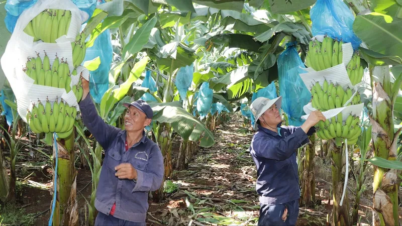 Trồng chuối xuất khẩu - hiệu quả kinh tế cao