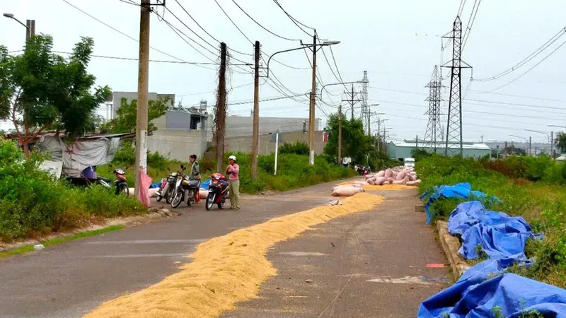 Không để hạt lúa thành nguyên nhân của bi kịch