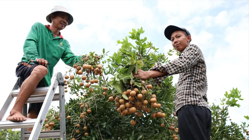 Xã Phước Hải: Để mùa nhãn xuồng quả ngon, “giá ngọt”