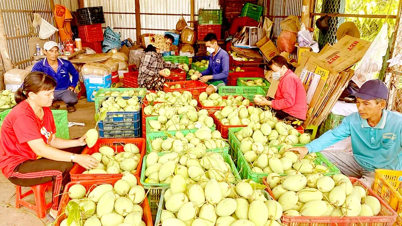 Kiểm tra, giám sát mã số vùng trồng - Nỗ lực kiểm soát chất lượng nông sản