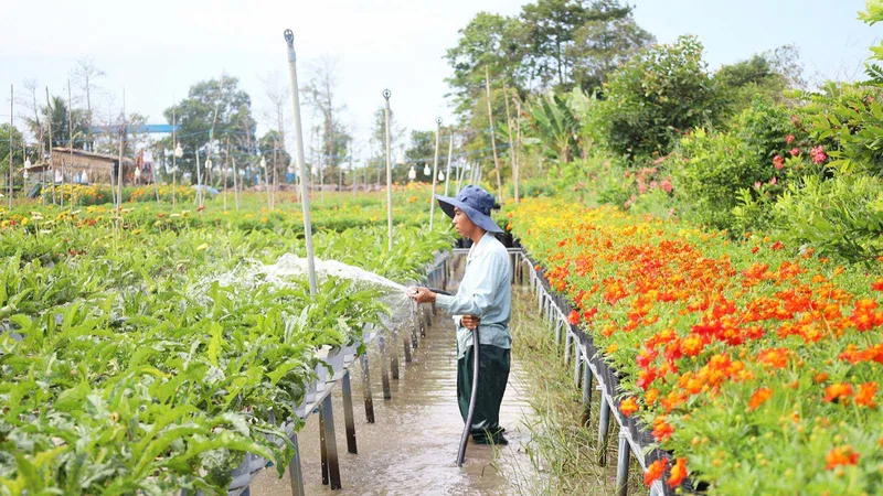 Thị trường hoa kiểng tết: Nơi trúng mùa, nơi trông ngóng thời tiết