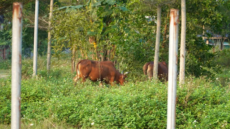 “Đất vàng” thành nơi chăn thả bò