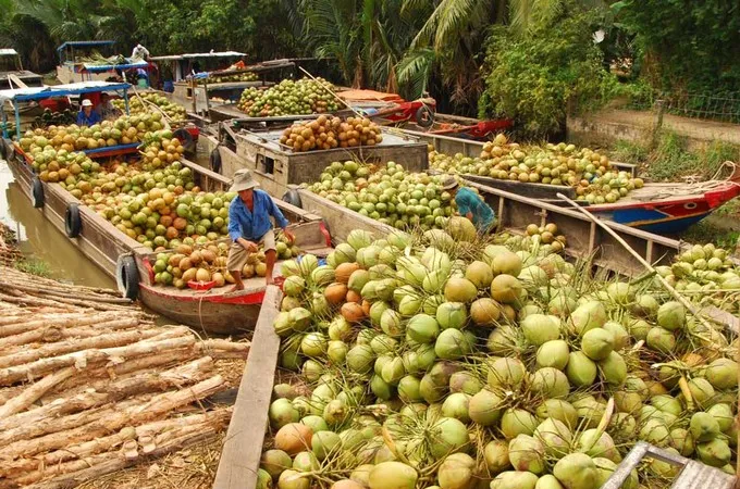 Dừa tươi tăng giá, bưởi khan hiếm