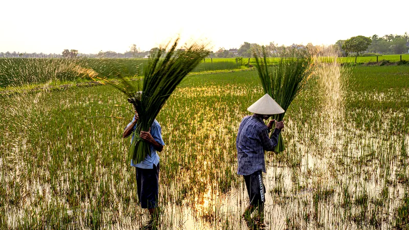 Đan cỏ thành tiền