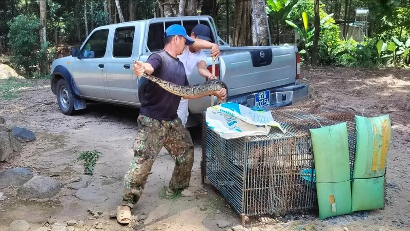Tiếp nhận cá thể trăn quý nặng 15kg để bảo tồn