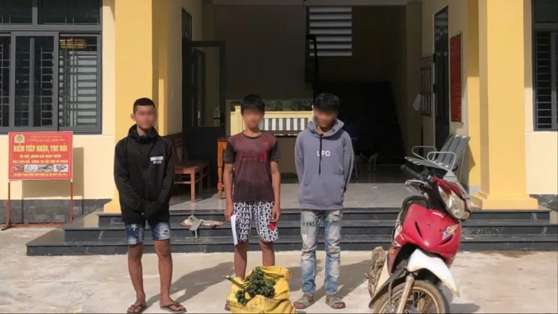 Giá cau tăng cao kéo theo nhiều vụ trộm cau