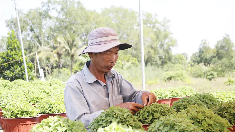 ĐBSCL: Tất bật chăm sóc hoa kiểng cung ứng thị trường dịp tết